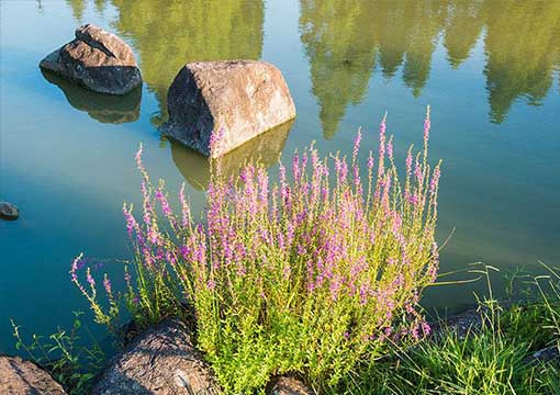 Rhone-Alpes-parc-regional