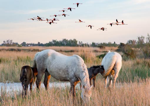 Petite camargues