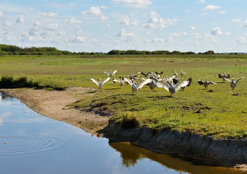 parc naturel de la briere