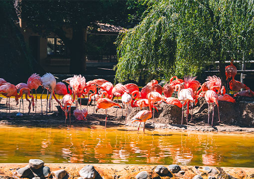 Zoo-de-la-Palmyre-510x360