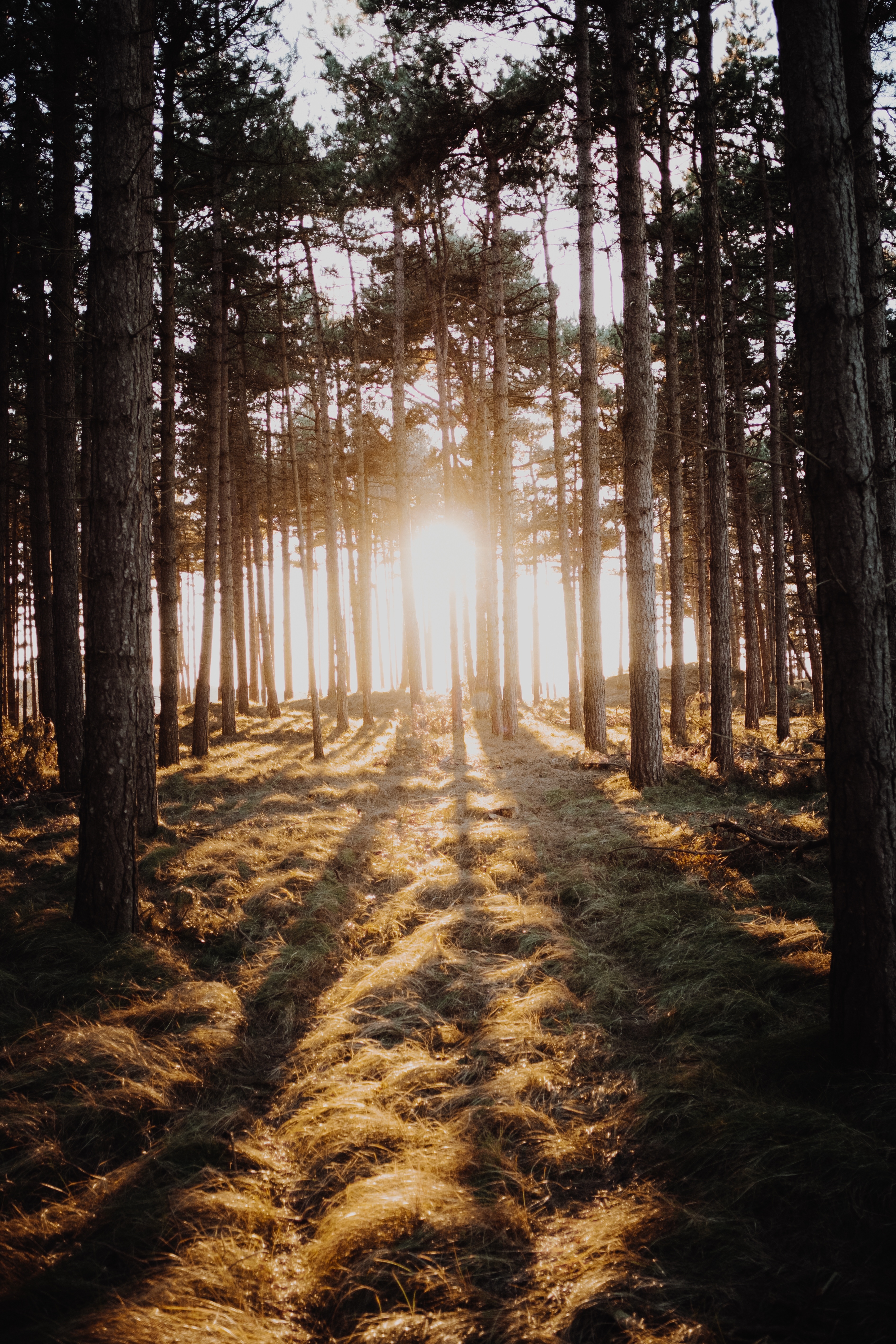 FORET