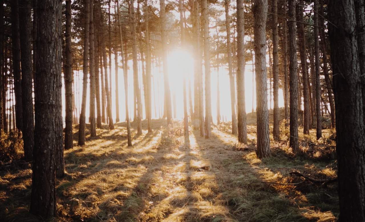 FORET