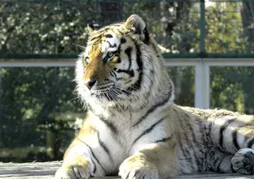 tigre