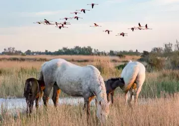 camargue cheval