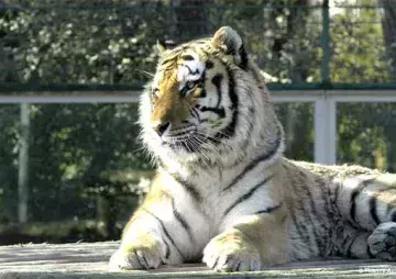 safari de peaugres