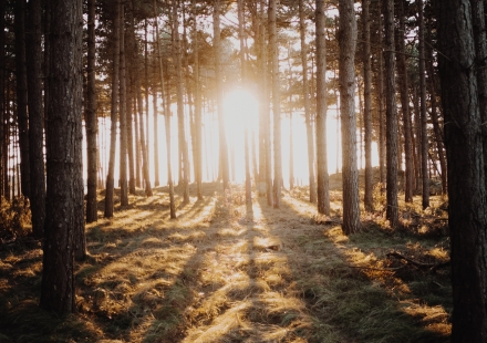 FORET